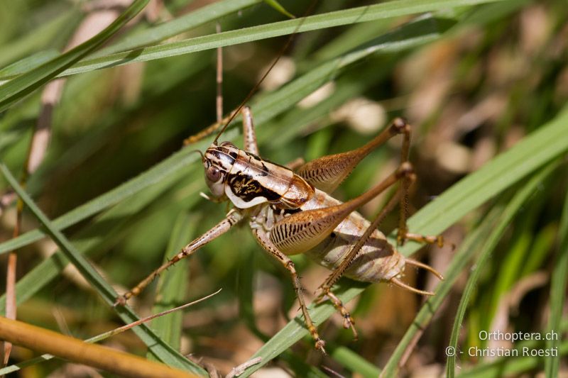 Pachytrachis striolatus ♂ - CH, TI, Mt. Caslano, 02.09.2013