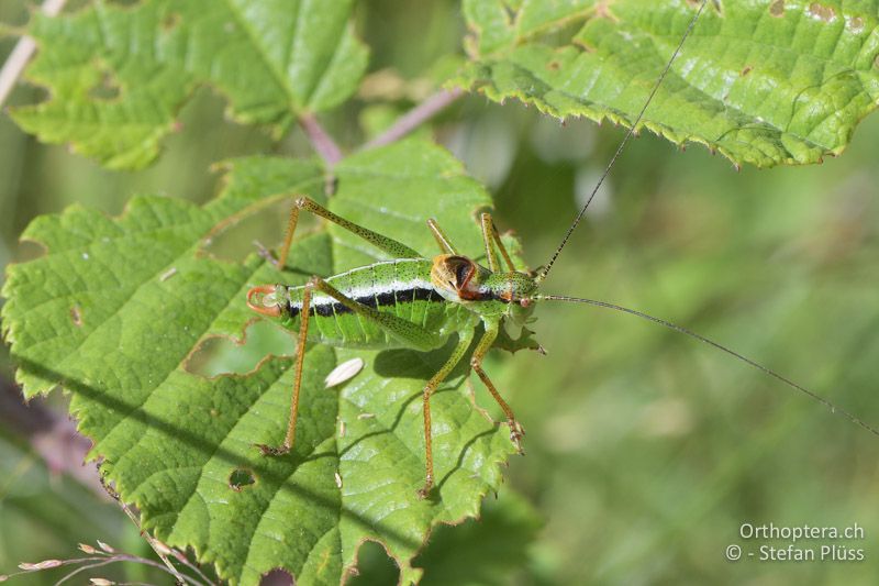 Zierliche Buntschrecke (Poecilimon gracilis) ♂ - GR, Westmakedonien, Kratero, 11.07.2017