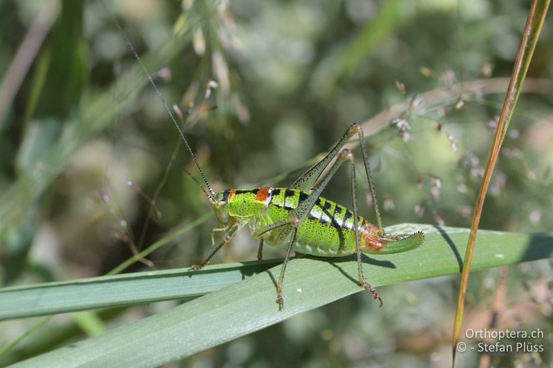Poecilimon thoracicus ♀ - GR, Zentralmakedonien, Mt. Vrondous, 09.07.2017