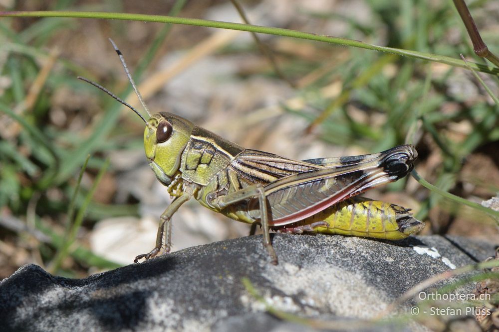 ♂ von Arcyptera brevipennis brevipennis - HR, Cres, Predošćica, 21.06.2016