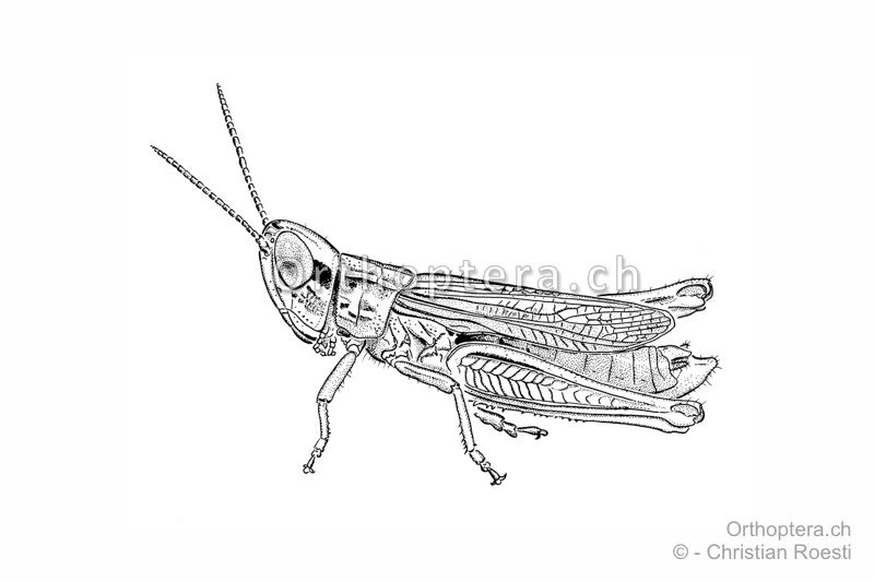 Euchorthippus elegantulus ♂