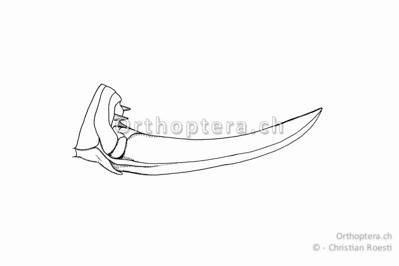 Hinterleibsende von Antaxius difformis ♀. Die Legeröhre ist leicht nach oben gebogen und kürzer als bei Antaxius pedestris.