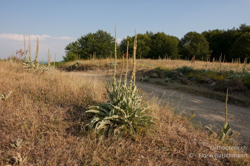 Beweidete Bergwiese - GR, Westmakedonien, Mt. Vernon, 22.07.2012