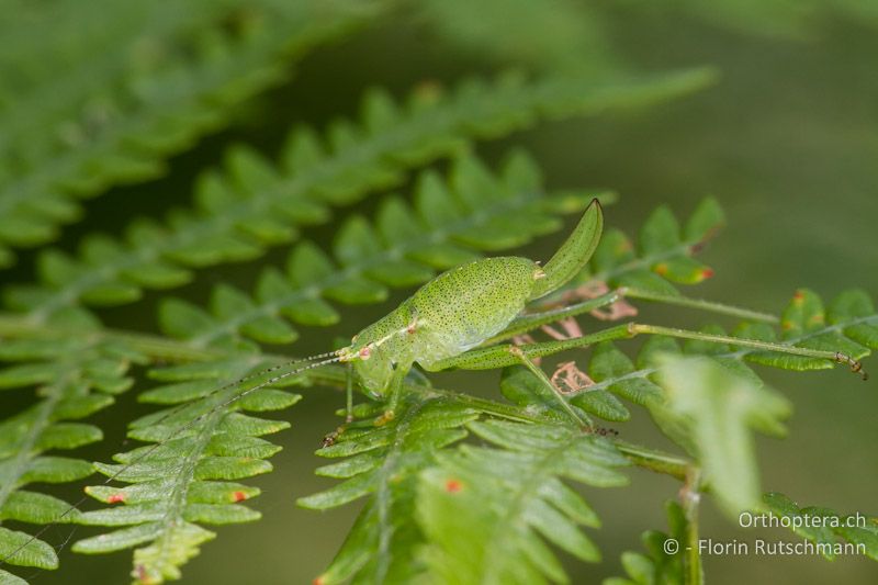 6. Larvenstadium von Leptophyes punctatissima ♀ - GR, Epirus, Derviziana, 18.06.2013
