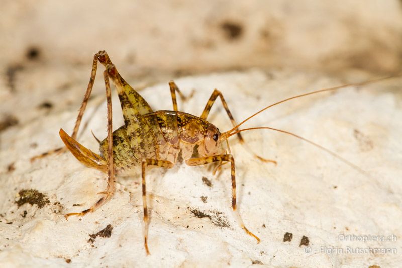 Troglophilus neglectus ♀ - HR, Istrien, Pazin, 12.06.2014