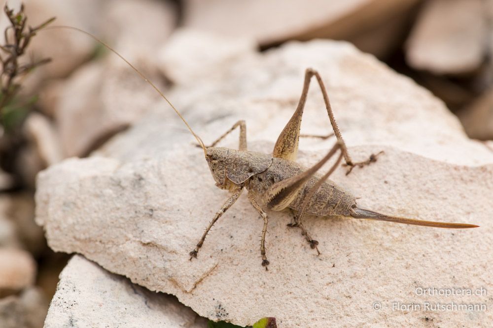 Rhacocleis neglecta ♀ - IT, Marken, Cacciano, 24.09.2014