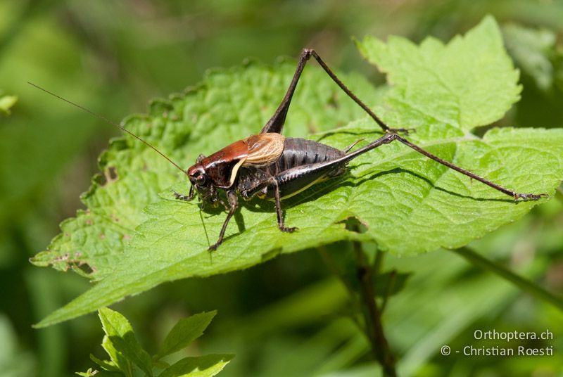 Pholidoptera aptera ♂ - CH, TI, Monte im Muggiotal, 15.07.2008