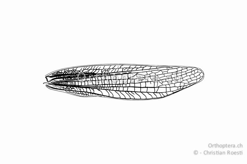 Linker Vorderflügel von Chorthippus dorsatus ♂. Die Radialader ist gerade und nicht s-förmg geschwungen.