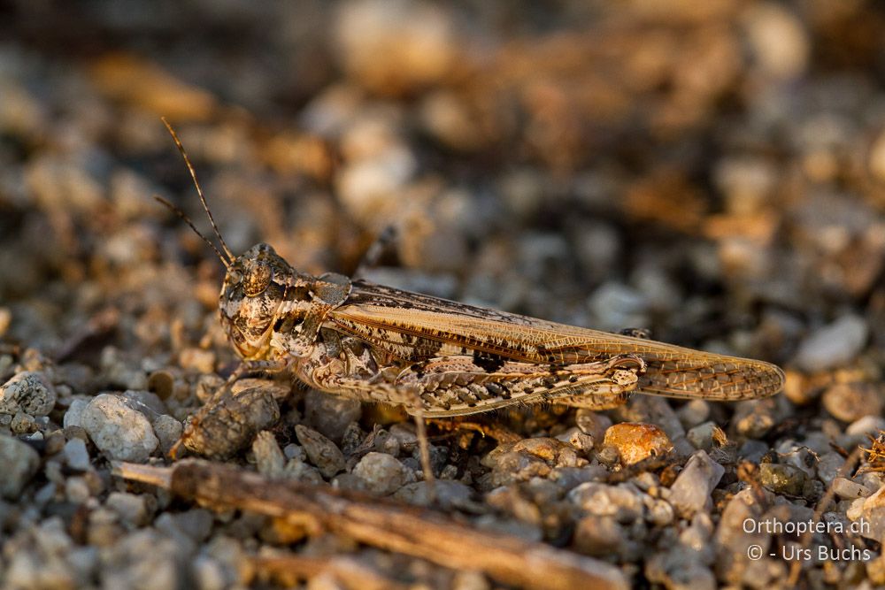 Acrotylus longipes ♂ - GR, Zentralmakedonien, Kerkini-See, 08.07.2013