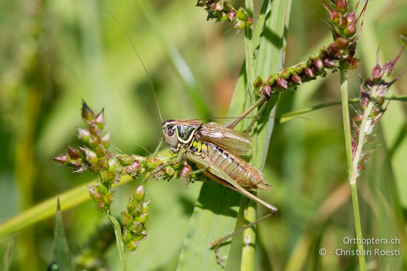 Roeseliana azami minor ♂ - CH, TI, Isone, 04.09.2013