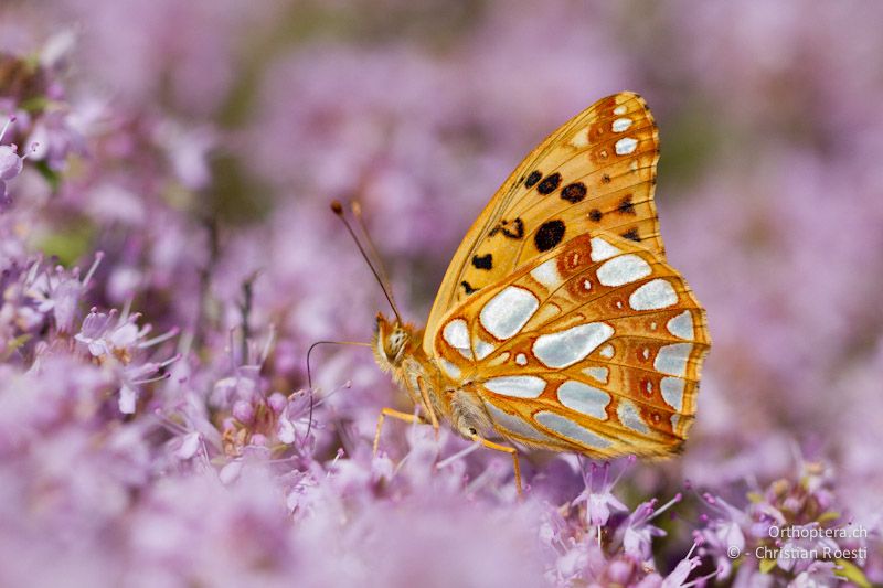 Issoria lathonia (Kleiner Perlmutterfalter) - Drosopigi, 14.07.2012 (Bestimmung: Thomas Stalling)