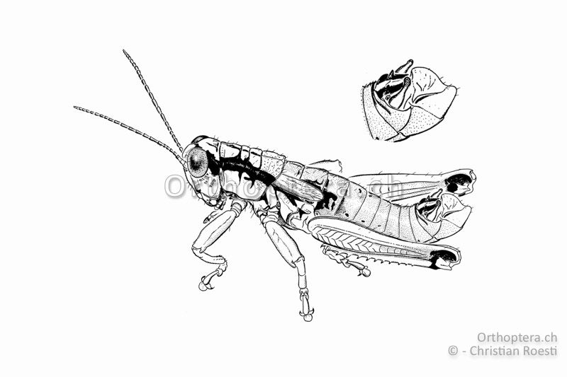 Habitus und Hinterleibsende von Pseudopodisma fieberi ♂. Die männlichen Cerci sind am Ende erweitert.