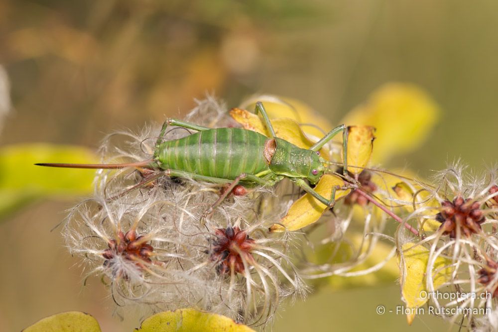 Ephippiger perforatus ♀ - IT, Marken, Mt. Catria, 07.10.2014