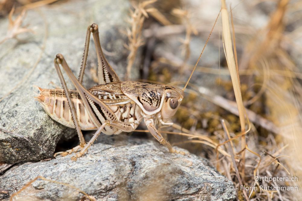 Gampsocleis abbreviata ♂ - GR, Thessalien, Larissa, 18.06.2015