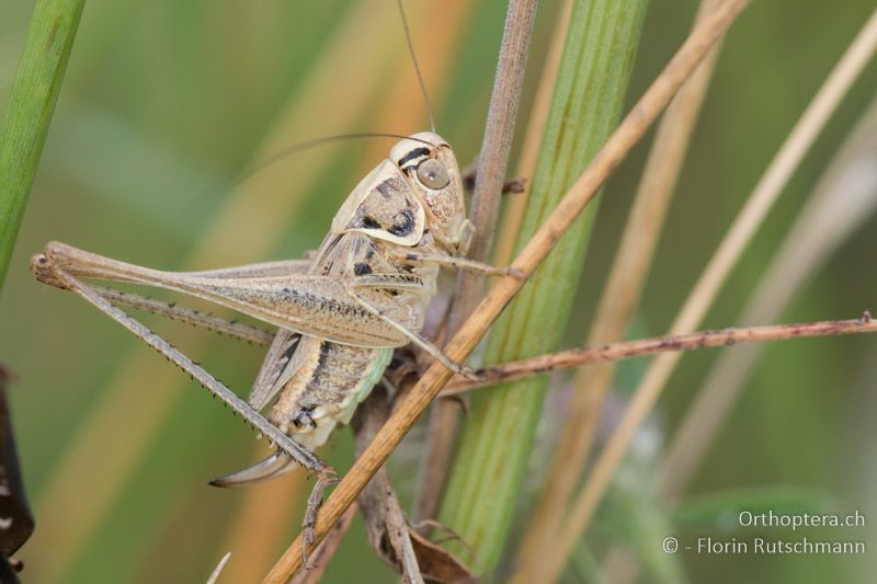 Tessellana veyseli ♀ - HU, Mitteltransdanubien, Sáska, 06.07.2016