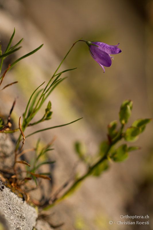 Glockenblume (Campanulaceae) - Drosopigi, 14.07.2012