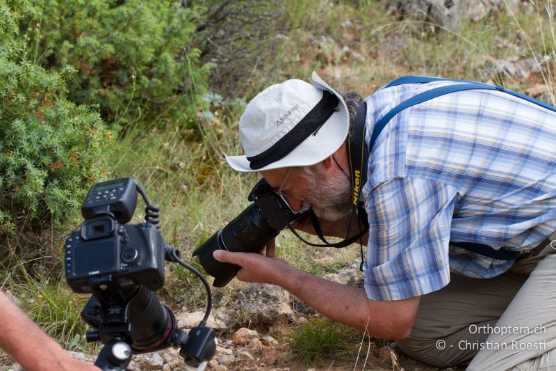 Am Fotografieren von Asiotmethis limbatus - GR, Westmakedonien, Klidi, 09.07.2013