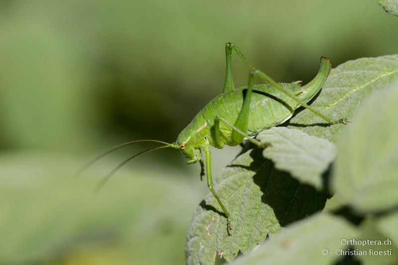 Weibchen von Poecilimon gracilis - Drosopigi, 14.07.2012