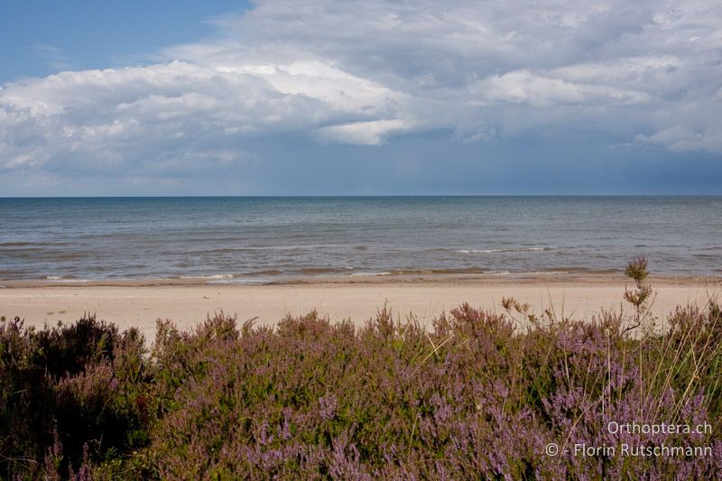 Besenheide in den küstennahen Sanddünen - LV, Kurzeme, Kolka, 04.09.2009