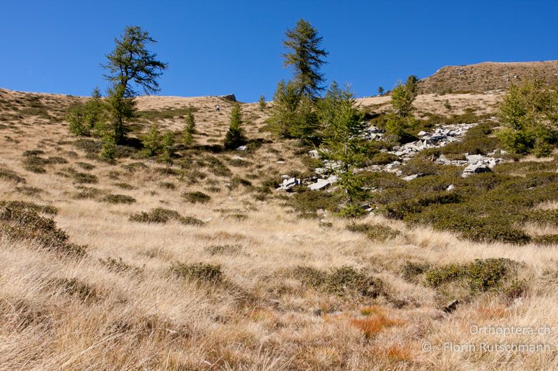 Gebirgs-Magerrasen mit dichten, horstbildenden Gräsern und Zwergstrauchheiden - CH, TI, Alpe Salei, 19.09.2010