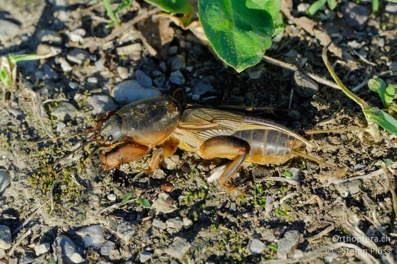 Gryllotalpa gryllotalpa ♂ - CH, ZH, Ottenbach, 19.05.2007