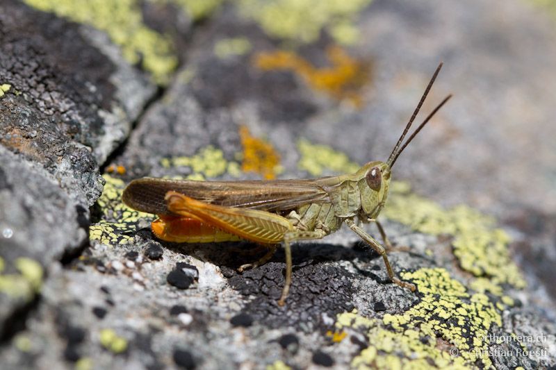 Männchen des Grashüpfers Chorthippus bornhalmi - Drosopigi, 14.07.2012