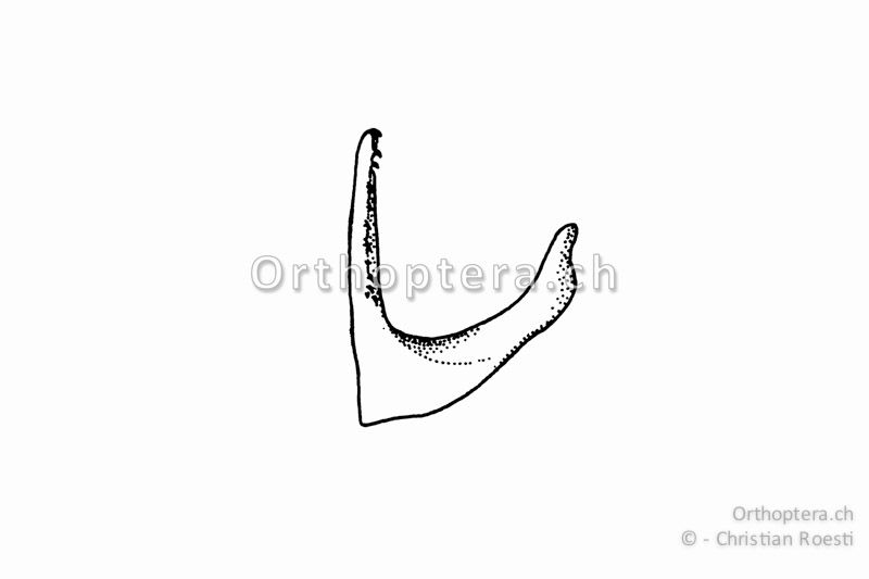 Rechter Titillator von Ephippiger terrestris bormansi ♂.