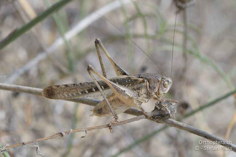 Platycleis escalerai ♂ - GR, Zentralmakedonien, Korinos, 15.07.2017