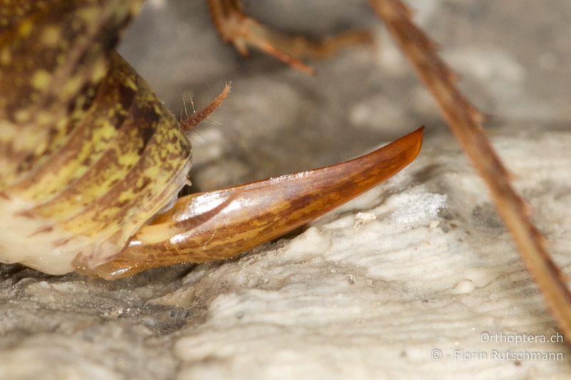 Legeröhre mit der für Troglophilus neglectus typisch vorspringenden Spitze (♀) - CH, SG, Wartau, 10.09.2013