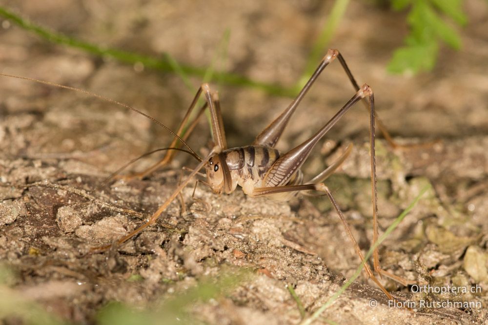 Dolichopoda spec. ♀ - GR, Thessalien, Pelion, 17.06.2015