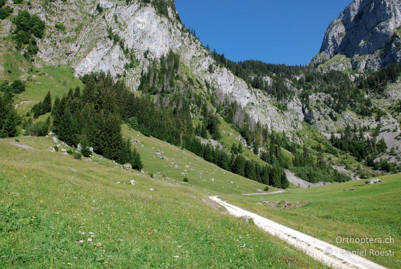 Weidelandschaft mit wenig wüchsigen Hängen, Geröllhalden oder Felspartien - CH, BE, Boltigen im Simmental, 15.08.2009