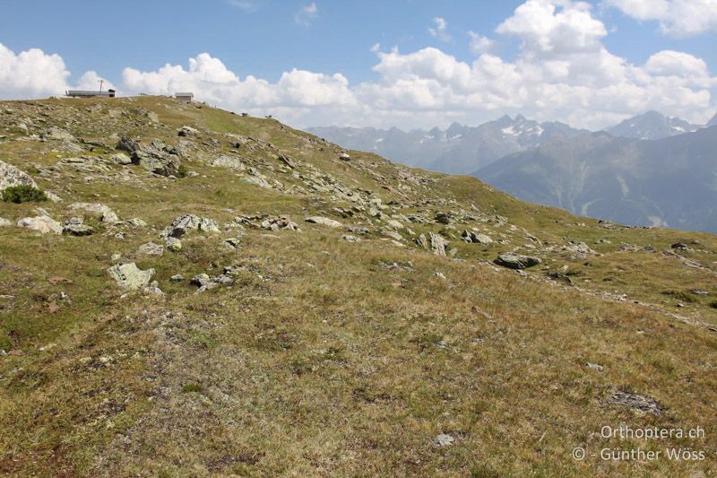 Kurzgrasige Alprasen - AT, Tirol, Schönjöchl, 06.08.2013