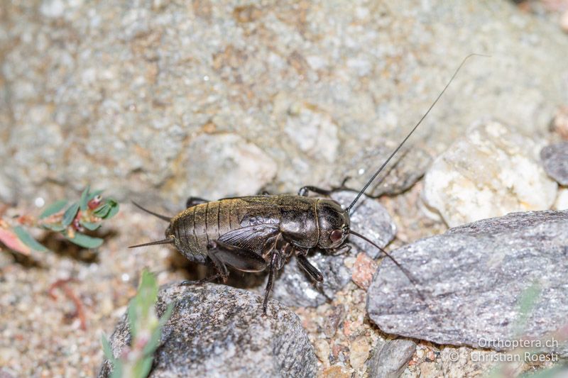 Gryllus bimaculatus, Larve, ♂ im letzten Stadium - FR, Var, Fréjus, 24.09.2014