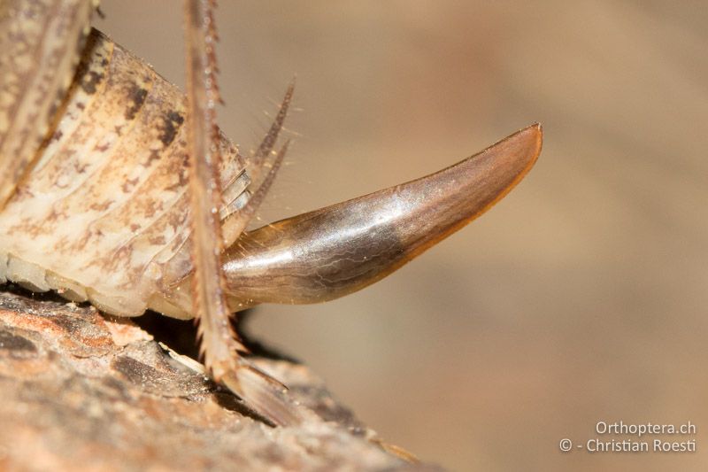 Hinterleibsende von Troglophilus cavicola ♀ - CH, GR, Puschlav, 25.07.2019