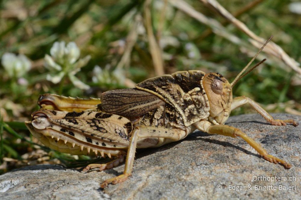 Prionotropis hystrix ♂ - HR, Istrien, Skitača, 24.06.2016