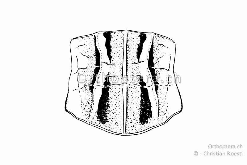Halsschild von Stenobothrus nigromaculatus ♀ von oben. Die Halsschild-Seitenkiele sind nur leicht gebogen.