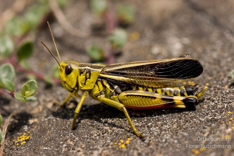 Arcyptera fusca ♂ - CH, GR, Sent, 17.08.2008