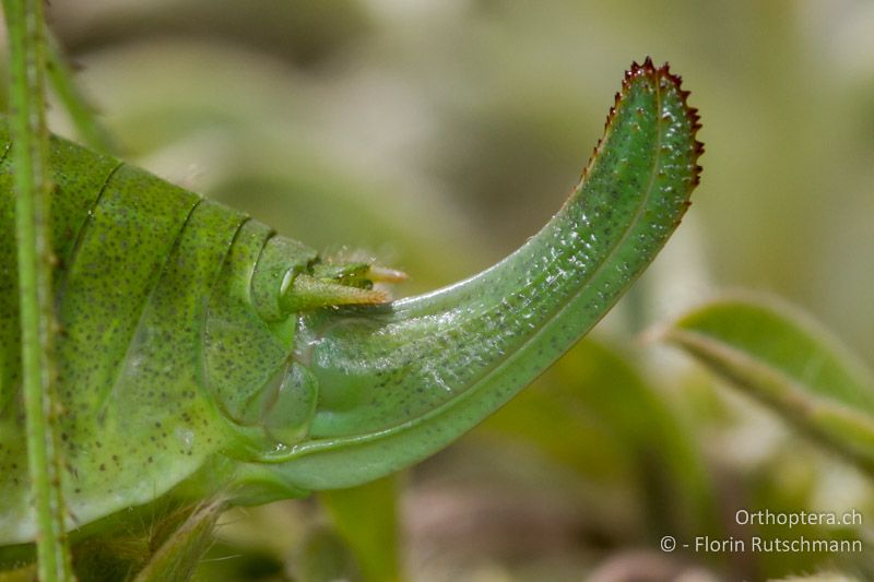 Ovipositor ♀ - GR, Westmakedonien, Mt. Varnous, 21.07.2012