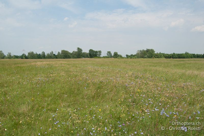 Steppenartige Magerwiese - AT, Niederösterreich, Ebergassing, 26.06.2008