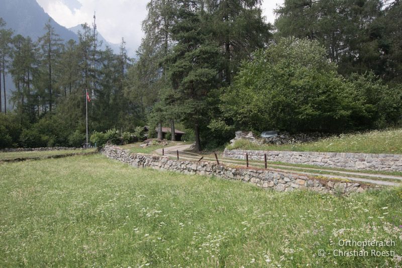 Wiesen mit Steinmauern - CH, GR, Puschlav, 25.07.2019