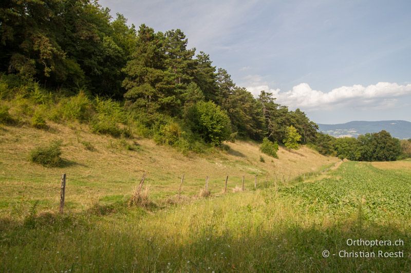 Extensive Weide mit gestuftem Waldrand. Die Tiere halten sich im Übergangsbereich und am Waldrand auf - CH, VD, Chamblon, 04.09.2013