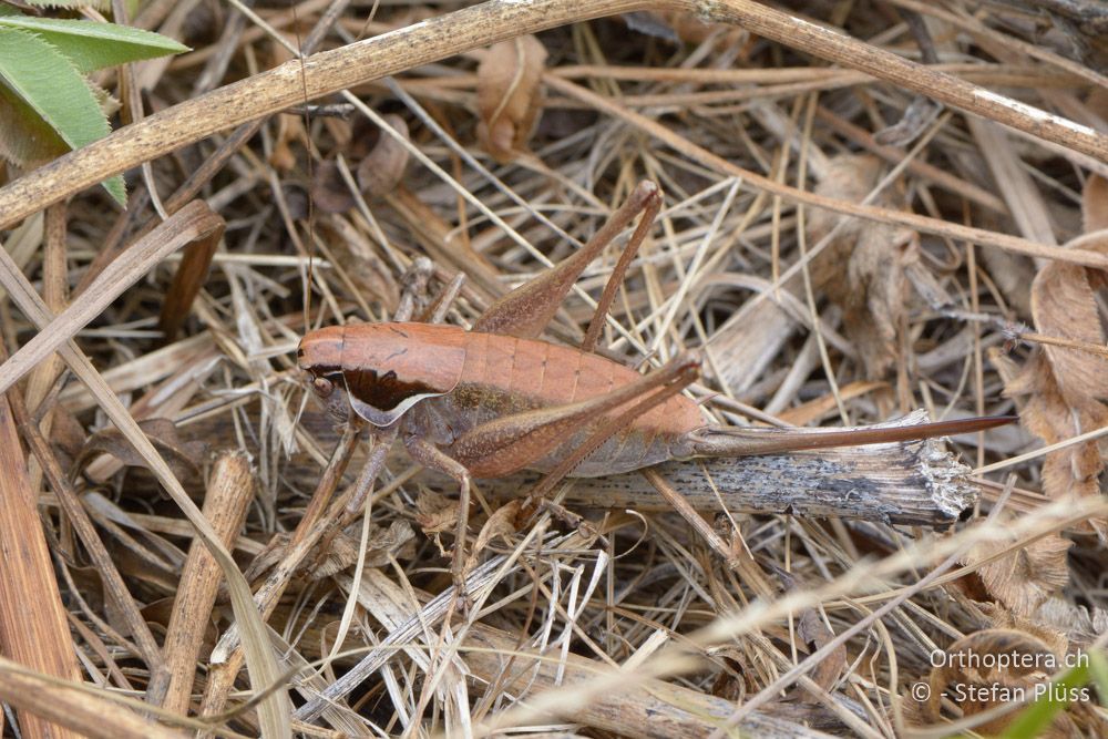 Pholidoptera littoralis littoralis ♀ - HR, Istrien, Račja Vas, Dol, 24.07.2015