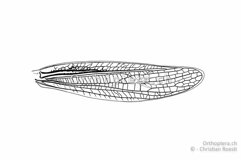 Linker Vorderflügel von Stenobothrus fischeri ♂.