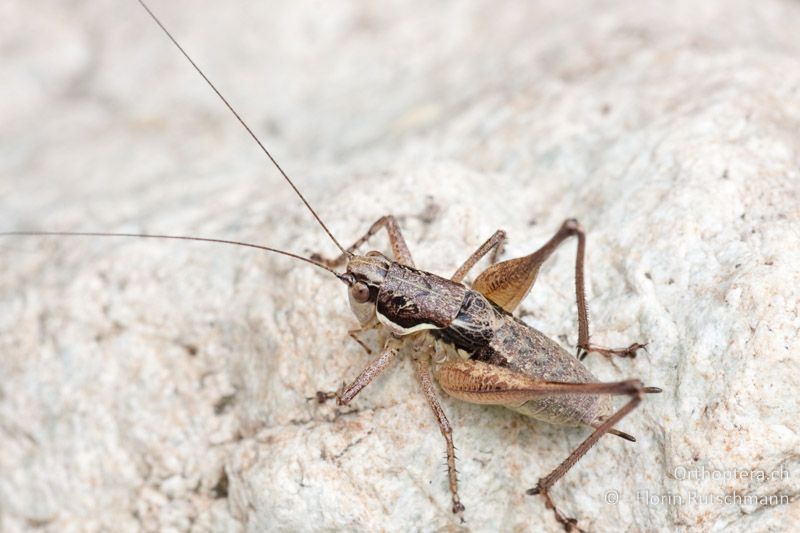 Pachytrachis gracilis ♂ - BG, Plowdiw, Kurnare, 07.07.2009