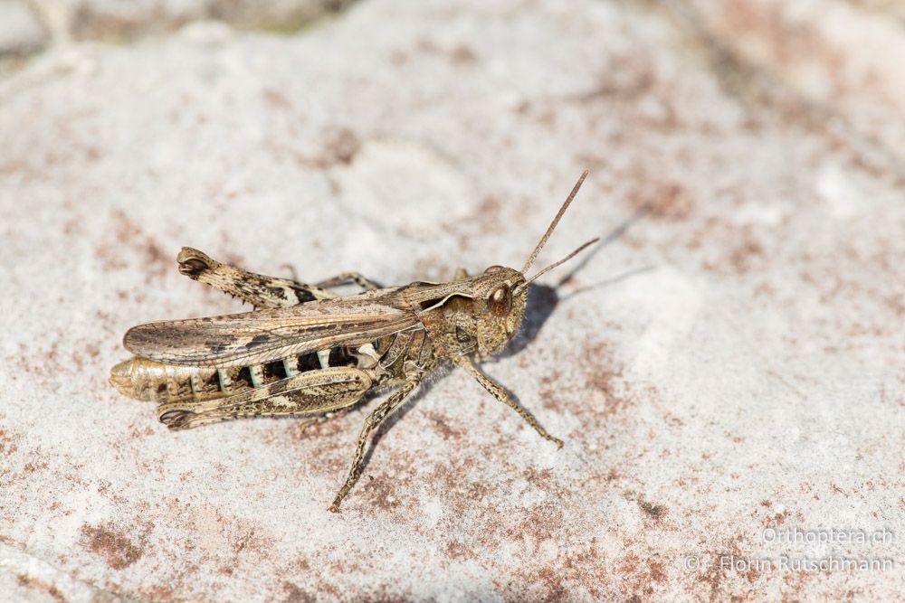 Chorthippus rubratibialis ♀ - IT, Marken, Mt. Catria, 27.09.2014