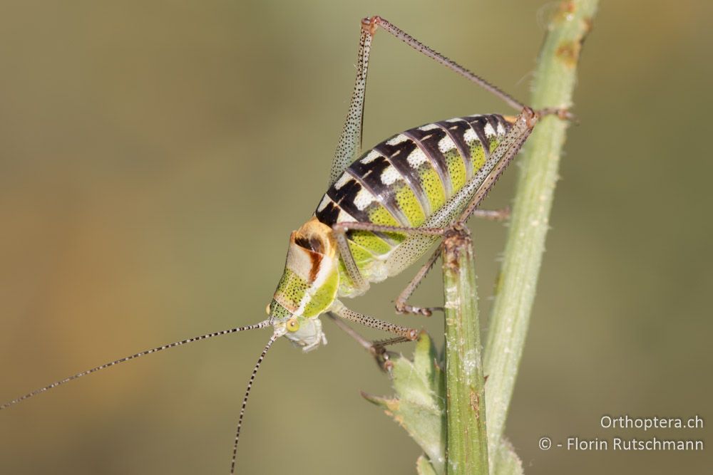 Poecilimon veluchianus ♂ - GR, Mittelgriechenland, Mt. Kallidromo, 11.06.2015
