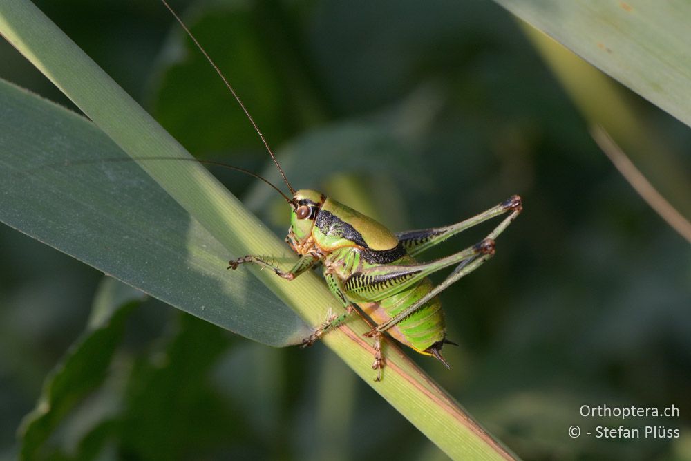 Eupholidoptera schmidti ♂ - HR, Istrien, Bijele Zemljel, 25.07.2015