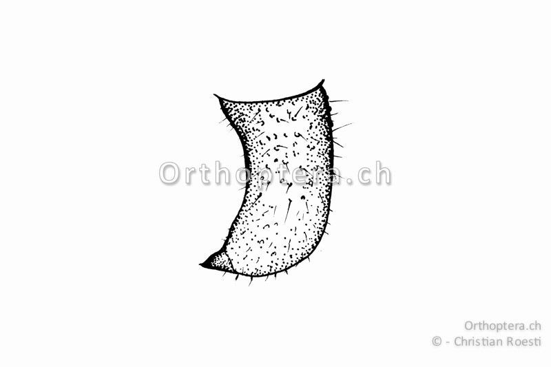 Rechter Cercus von Anonconotus alpinus ♂.