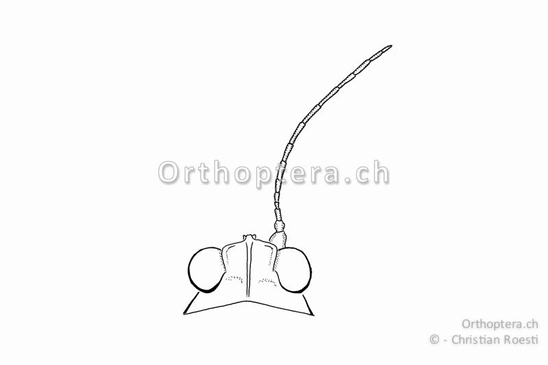 Kopf und rechter Fühler von oben von Tetrix tenuicornis ♀. Die längsten Fühlerglieder sind ca. 4x so lang wie breit.