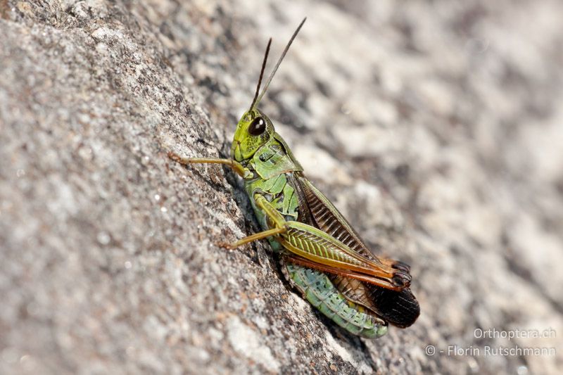 Stauroderus scalaris ♂ - CH, TI, Mt. Tamaro, 29.08.2010